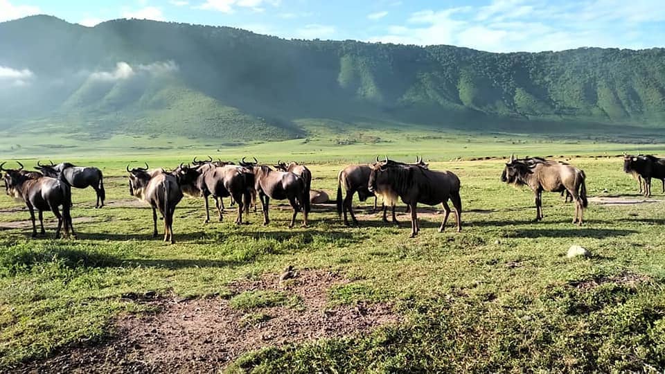 Great Migration Photography
